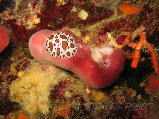 doris dalmatien - Peltodoris atromaculata 1.JPG - les traces blanches sur l' éponge sont des parties qui ont été mangées par le doris dalmatien